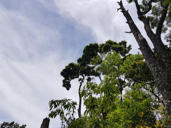 復興三尖之那結山1423093