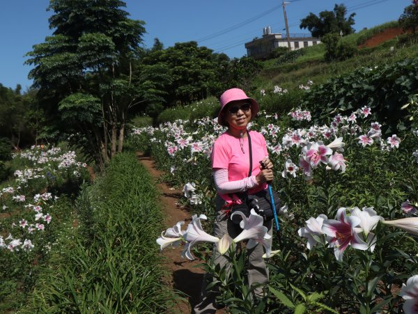 2023-05-27 淡水連走三芝─下圭柔山站→下圭柔山→粉紅百合花田→三芝田心水中央→千手千眼觀音→緣道觀音廟→接駁車停車場