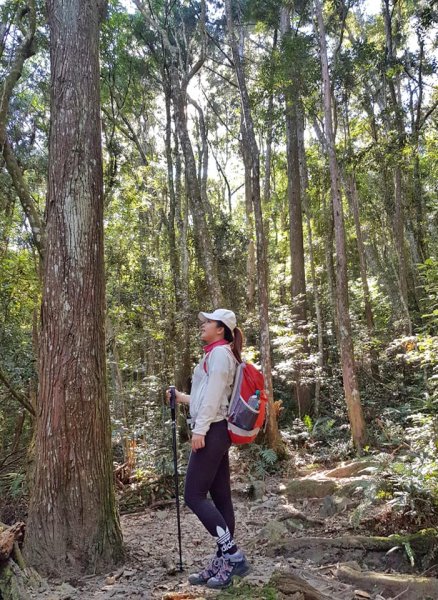 20181113谷關七雄老大八仙山559465