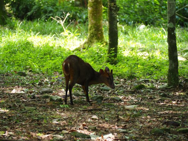 《宜蘭》植物博物館｜員山福山植物園201805182889177