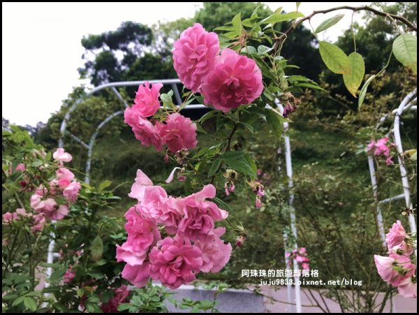 雅聞七里香玫瑰森林玫瑰季。浪漫歐式庭園930364