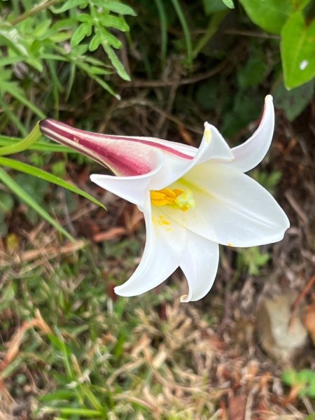 合歡山群峰（南峰、石門山、尖山、東峰）2626757