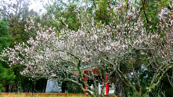 《青玉案・福壽山櫻》2712378