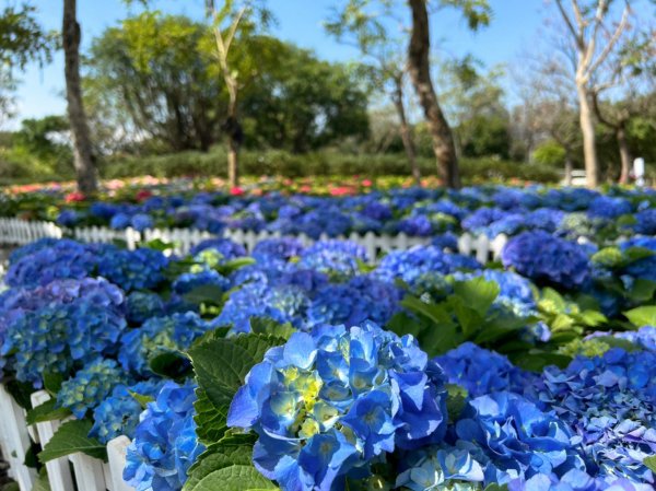 【賞花】花IN臺北 大安森林公園杜鵑、繡球花爭豔