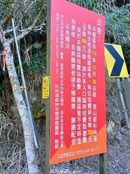 【南投。竹山】茶園竹林巨木櫻花景緻很美(四連峰)。 小百岳集起來。 編號54小百岳金柑樹山1624814