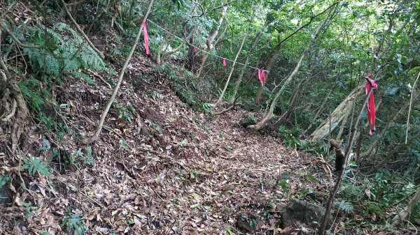 ✅糞箕湖古道回修擴徑.糞箕谷/串接完成 (溝渠遺址出土.糞箕湖雙線谷道貫通.全段新徑開通)2579833