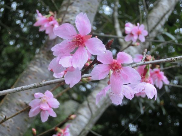 陽明公園．大屯瀑布．青春嶺273113