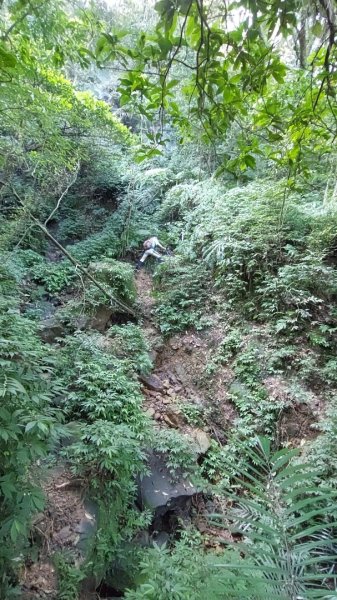 蛇來運轉之蛇年爬蛇山  蛇子形古道-三爪子坑山-蛇子崙山O型2784022