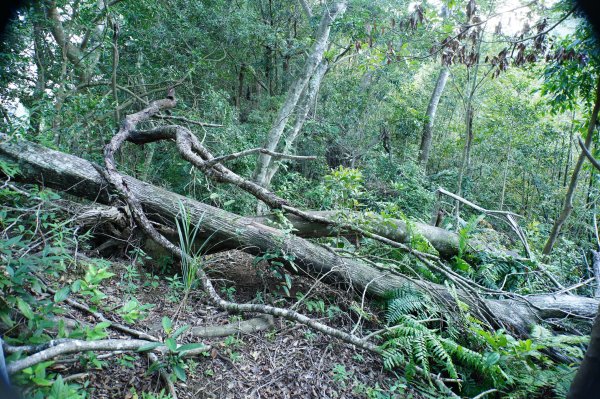 新北 三峽 內詩朗山、金平山2950915