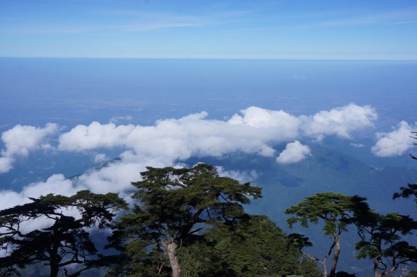 無與倫比的臺灣鐵杉與雲海～北大武山1125125