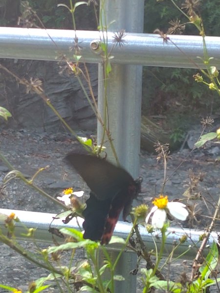 多納六秀 足母山 鬼斧神工一線天 德德山2953044