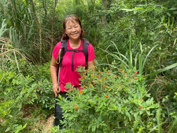 苗栗縣獅潭鄉鳴凰古道O型縱走2803677