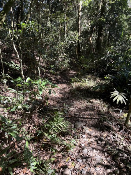 20251116鳴海山、網子山登山步道2938386