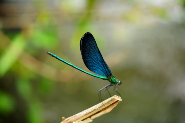 埔里彩蝶瀑布之國姓鄉眉冷山及糯米橋1466153