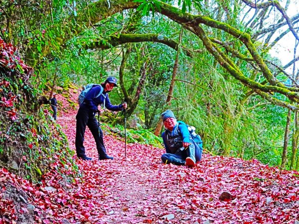 阿里山尋石山，五彩繽紛的石山引水道792457