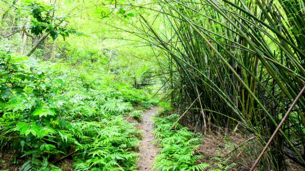 石笋古道,焿子寮古道,松子嶺古道2798325