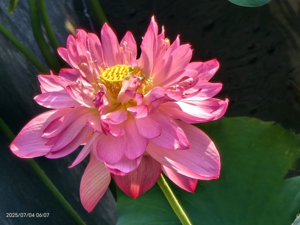 天龍國阿伯的日常-雲山水花鳥蝶 #日出 #牡丹蓮 #香水蓮 #手機拍攝 賞蝶趣 7/42826979