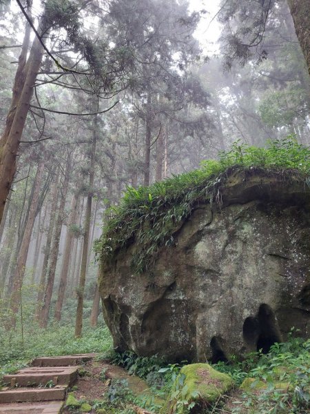 嘉義大凍山O型輕鬆走1699134