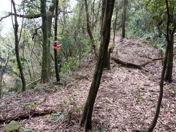 蛇子形古道+柴寮古道2754242