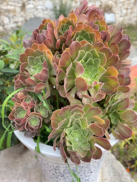 川藏深度之旅33天/A行程2901255