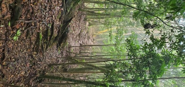 橫沙迪O型縱走_大雪山社區登山口2826546