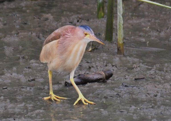 2016年, 九年前, 5, 6月份, 華江雁鴨自然公園2807709