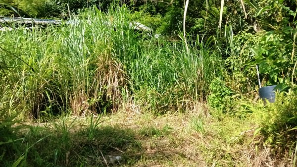 坪林區金瓜寮土地公-火炎山東峰-火炎山-火炎山南峰-金瓜寮土地公O型3138281