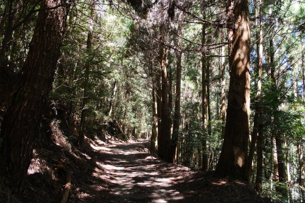 雪見大板根2924722