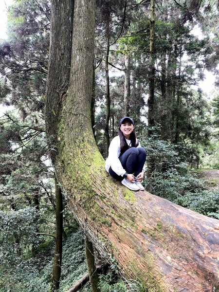 小百岳-嘉義大凍山1137838