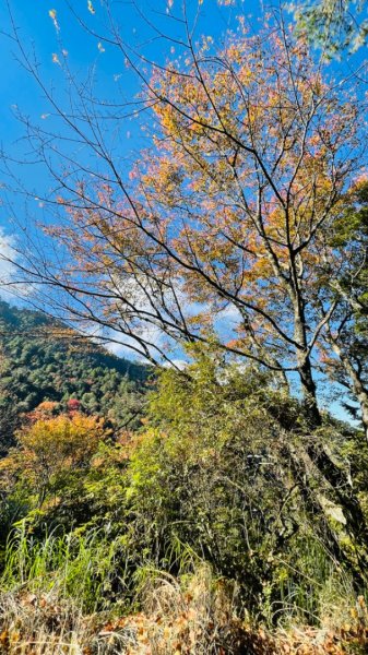 1101211大雪山230林道9.2k/雪山西稜登山口1546703