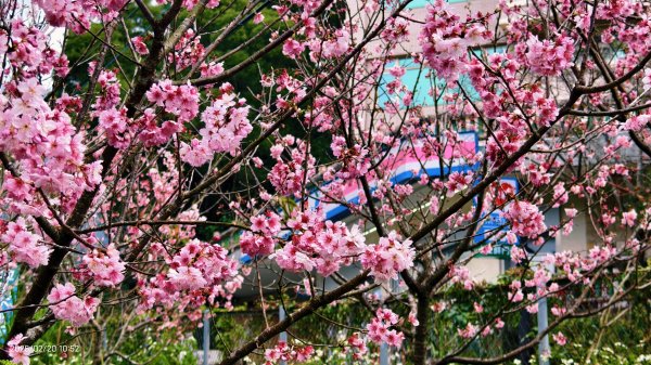 2/20 #天元宮 #墨染櫻(香水櫻)  #楓樹湖 #木蘭花(辛夷)2716231