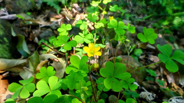 紫花酢醬草2739929