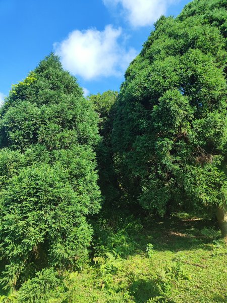 臺北大縱走第三段：小油坑至風櫃口2817685