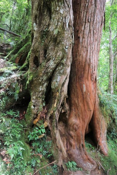 〔桃園復興〕拉拉山巨木，史詩級魔幻森林，75公頃紅檜 扁柏森林浴2237076