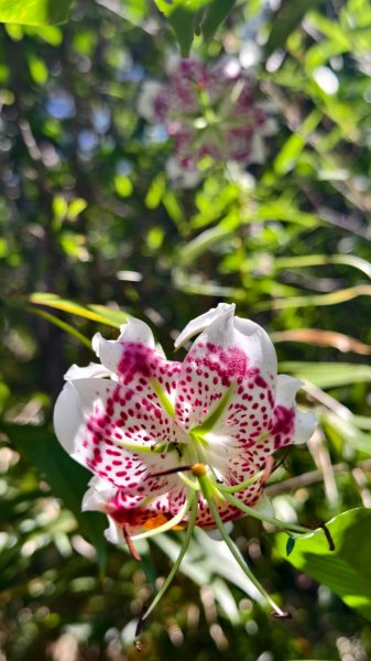 雲山水花鳥蝶-天龍國阿伯的日常 #艷紅鹿子百合 #大鳳蝶 #玉帶鳳蝶2863961