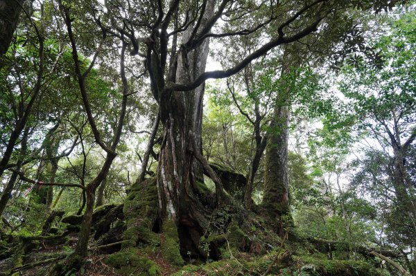 新北 烏來 山車廣山、檜山2567387