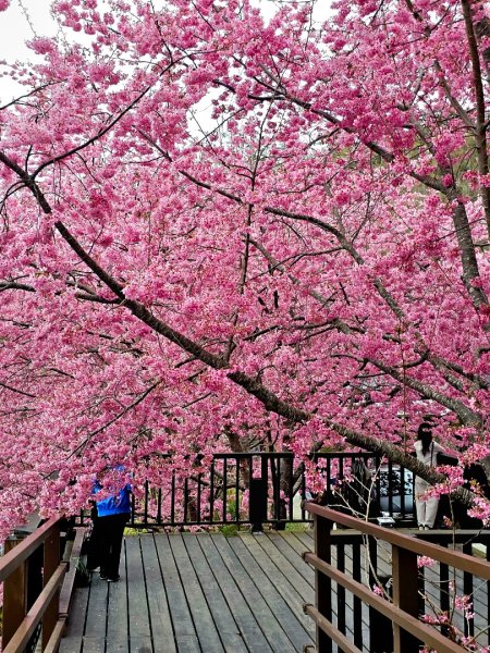 司馬庫斯神木群步道及櫻花季-(新竹)臺灣百大必訪步道3007820