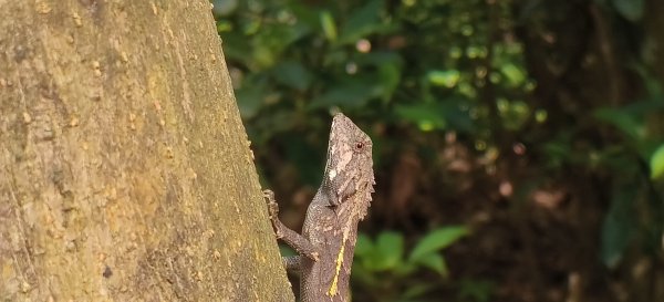 2025/08/03_羊稠森林步道2850666