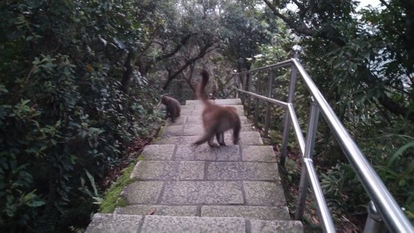 2020.2.28大尖山步道之旅1411214