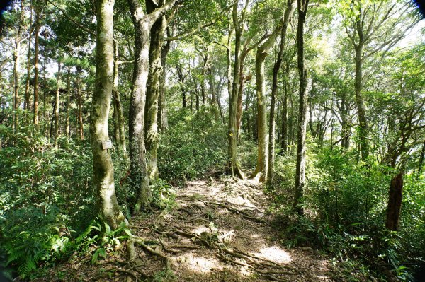 新竹 尖石 蓮包山、外鳥嘴山2914330