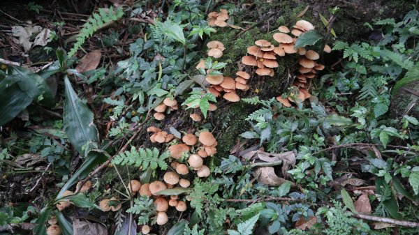 獵貍尖步道連走烏塗溪步道登山健行趣(淡蘭南路TK3-6&TK3-5&TK3-4)2404505