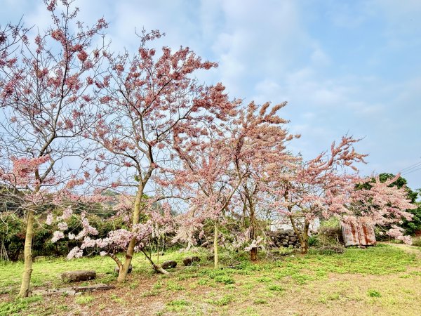 楠西悠遊(鹿陶洋.爐芝潭山)  2026.3.263027459