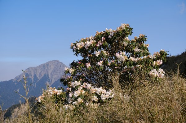 合歡山東峰3038996
