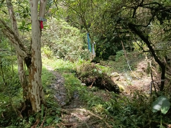 雙溪區崩山坑古道+下坑山稜線越嶺路+下坑山O型2839799