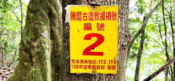 【中級山縱走】水雲三星，橫龍山，騰龍山，橫龍古道2742978