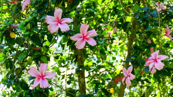 微笑山線烘爐地土地公段2860651