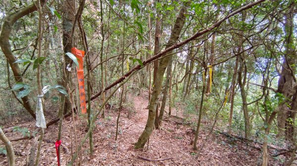 埔里六秀之3關刀山（順走關刀山西峰/西關刀山北峰）1644273