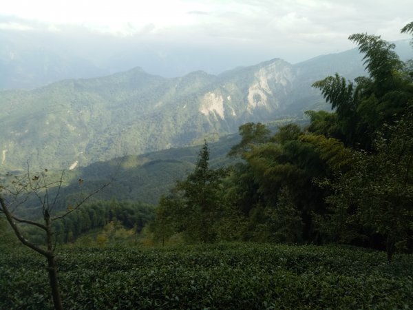 溪頭鳳凰山南鳳凰山天文台O型走+集集大山1886870