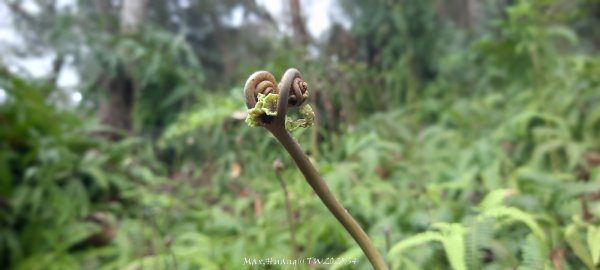 《苗栗》霧雨寒流｜三義三角山步道202512252969261