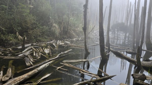 忘憂森林有一種美無法形容，雲霧繚繞，水氣朦朧，全台入園數第一名的森林遊樂區，溪頭自然教育園區2729343